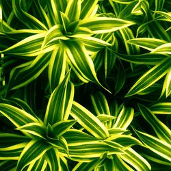 Full frame shot of plant