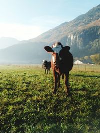 Cows grazing on field