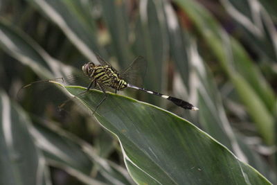 Dragonfly on a green branch