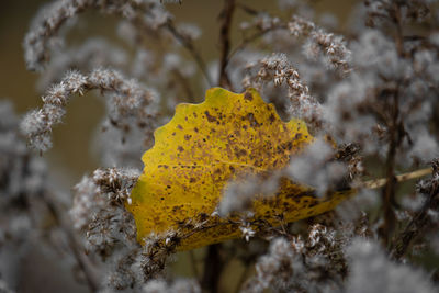 Close-up of yellow flower against blurred background
