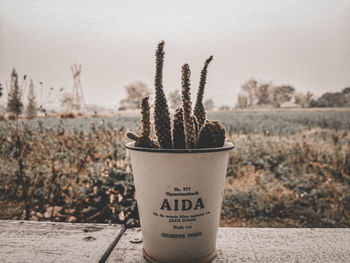 Close-up of potted plant