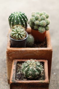 Close-up of potted plants