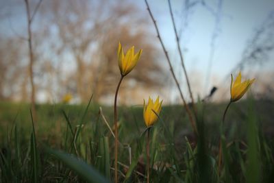 Close-up of flowers growing in field