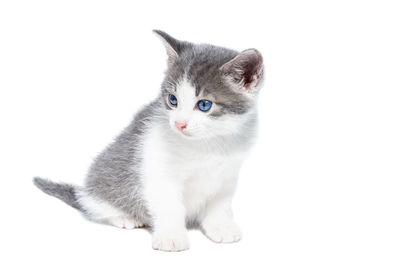 Portrait of cat against white background