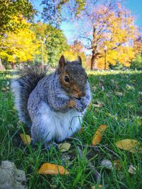 Squirrel on a field