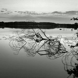 Reflection of bare trees in lake