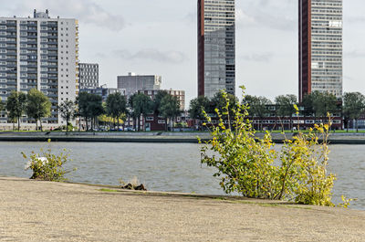 Bushes and other wild vegetation growing out of the quay, with katendrecht  in the background