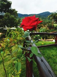 Close-up of red flower against fence