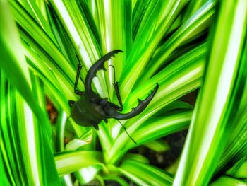 Close-up of insect on plant