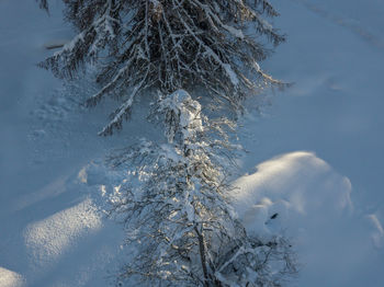 Frozen trees on snow covered field