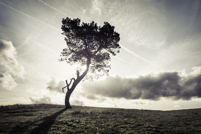 Tree growing on grassy field against sky during sunny day