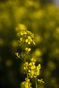 Close-up of yellow flowering plant on field