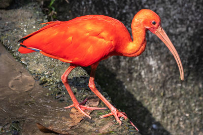 Close-up of bird perching on rock