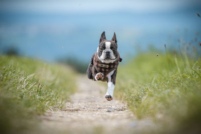 Portrait of a dog running in grass