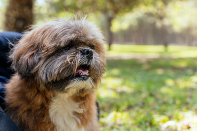 Portrait of small adult dog with background of a park