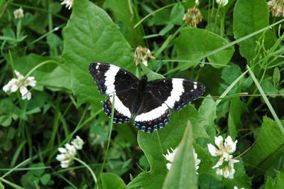 Close-up of butterfly on flower