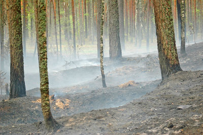 View of trees in forest