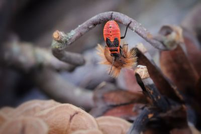 Close-up of insect