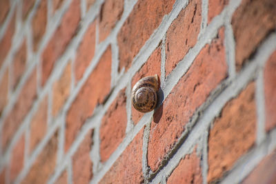 Close-up of snail on wall