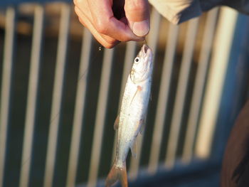 Close-up of hand holding fish