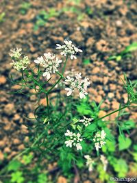 Close-up of flowers blooming outdoors