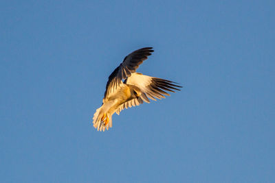 Low angle view of eagle flying against clear blue sky