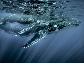 Close-up of fish swimming in sea