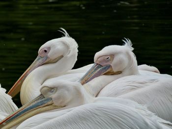 Close-up of pelican