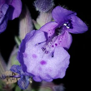 Close-up of purple flowers