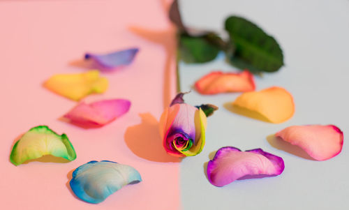 Close-up of multi colored flowers on table