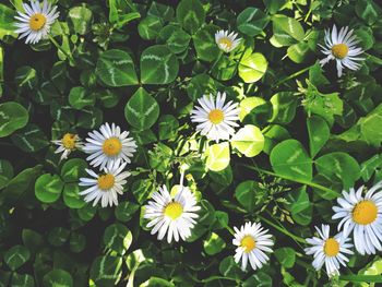 Close-up of flowers blooming outdoors