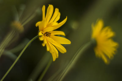 Close-up of yellow flower