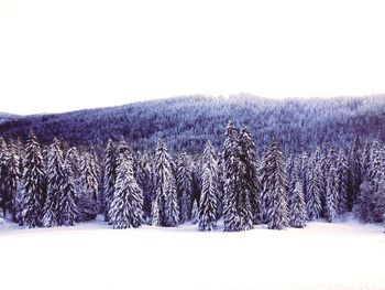 Snow covered landscape