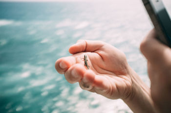 Insect on human hand