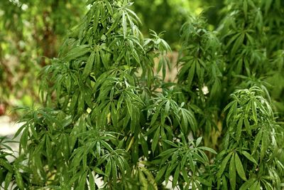 Close-up of fresh green plant