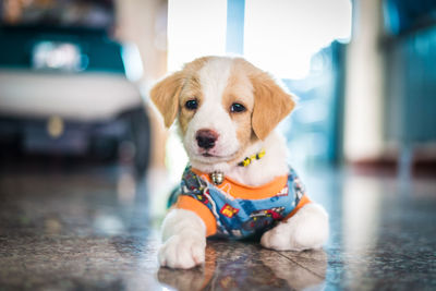 Portrait of puppy sitting on floor at home