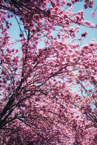 Low angle view of pink flowering tree