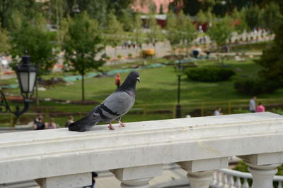 Side view of pigeon perching on railing