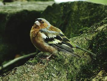 Close-up of bird perching on tree