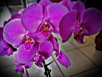 Close-up of pink orchid flowers