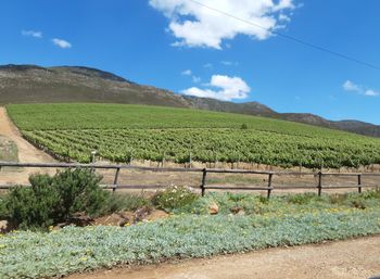 Scenic view of agricultural field against sky