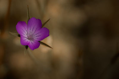 Close-up of purple flowering plant