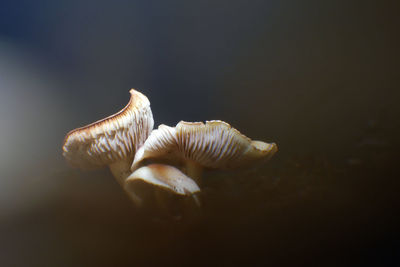 Close-up of mushrooms