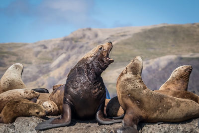 Group of sea lions on rock at sea