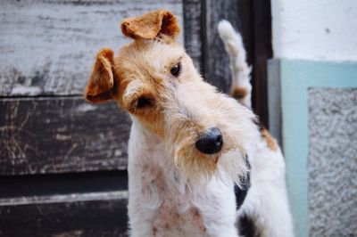 Close-up of a funny dog