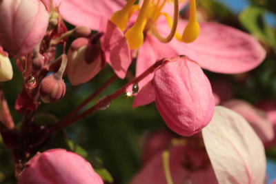 Close-up of pink flowers growing on tree