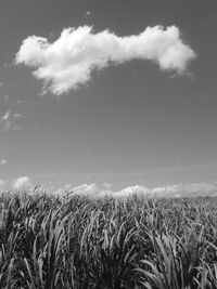 Scenic view of landscape against cloudy sky