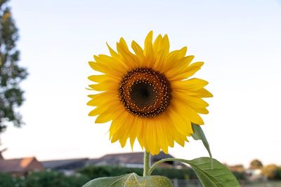 Close-up of sunflower against sky