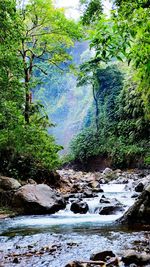 Stream flowing through rocks in forest
