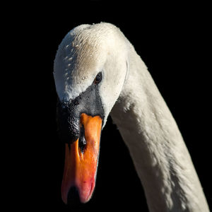 Close-up of swan